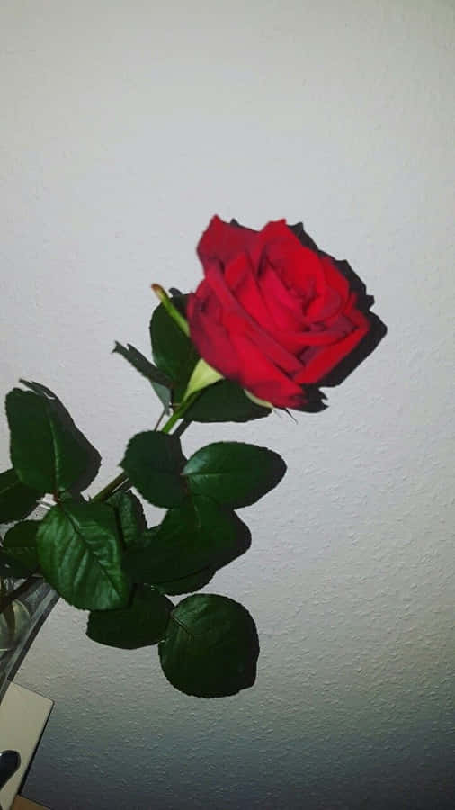Red Rose Aesthetic Adds Beauty To Any Space Wallpaper