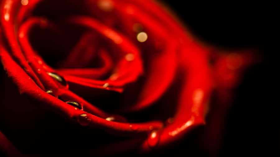 Red Rose Dew Drops4 K Wallpaper