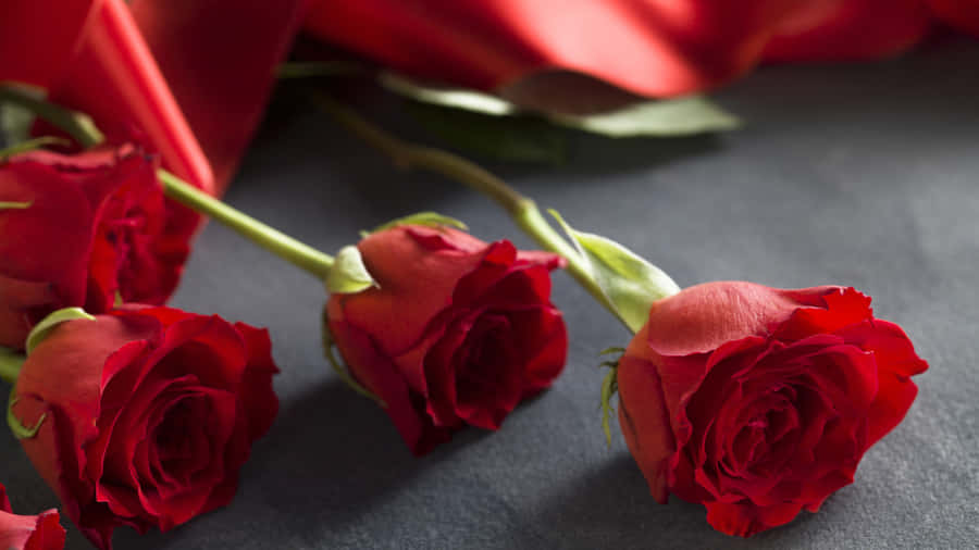 Red Roses Elegant Presentation4 K Wallpaper