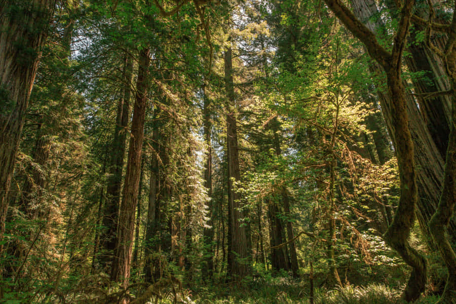 Redwood National Park Native Trees Wallpaper