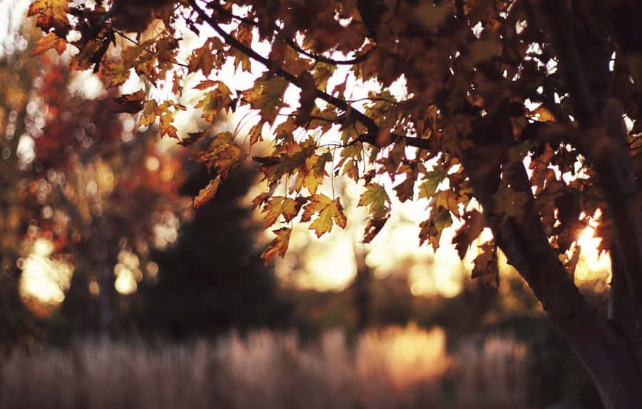 Say Goodbye To The Rejuvenating Summer Days Wallpaper