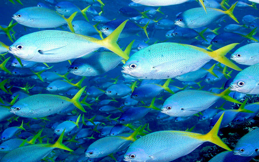 Schoolof Fish Great Barrier Reef Wallpaper