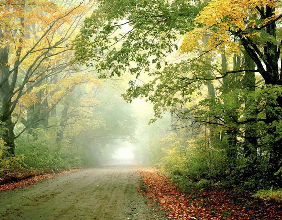 Seasonal Autumn Forest Wallpaper