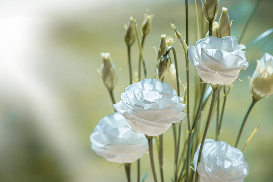 Selective Focus White Flower Blossoms Wallpaper