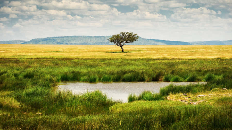Serengeti National Park Pool Of Water Wallpaper