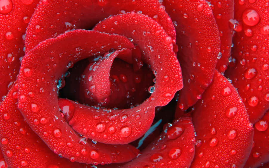 Show Your Everlasting Love On Valentine's Day With A Beautiful Bouquet Of Roses Wallpaper