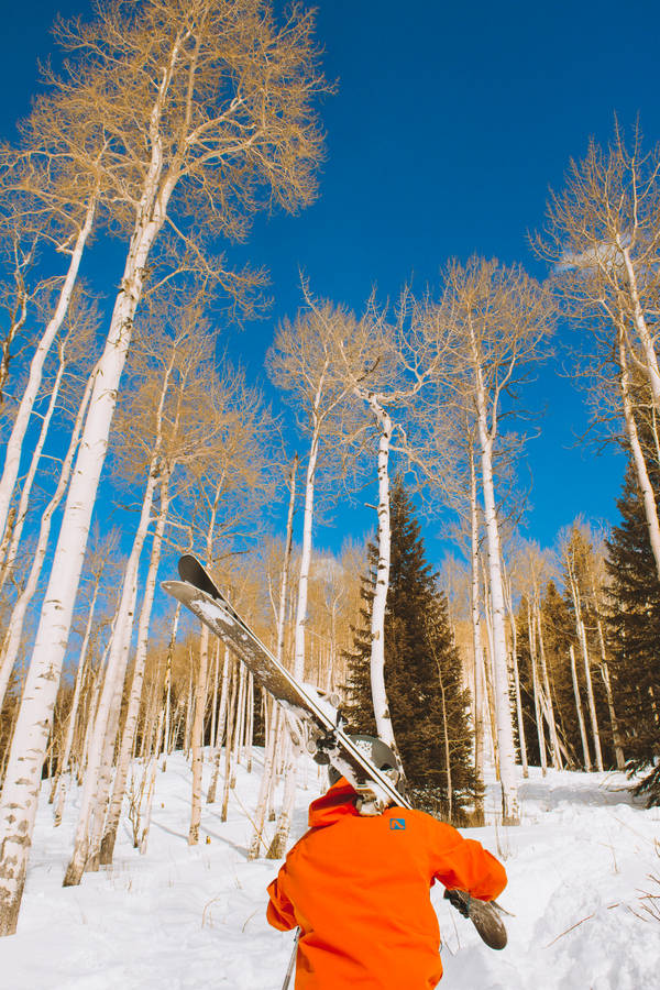 Skiing Bare Trees Wallpaper