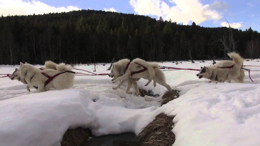 Sled Dogs Winter Landscape Wallpaper