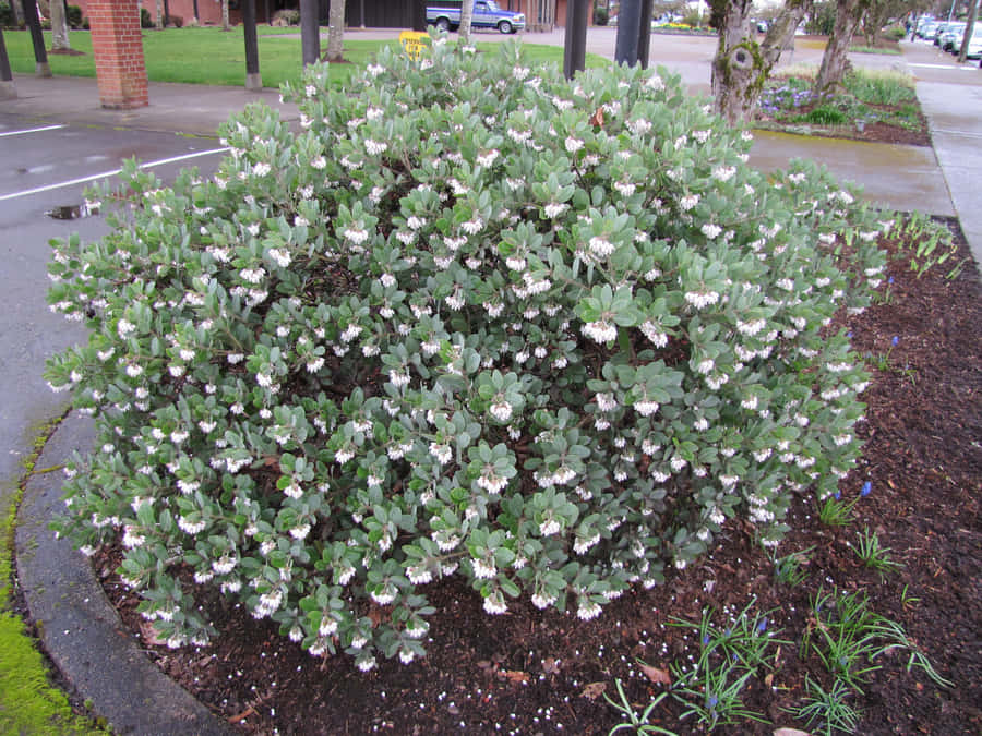 Snow-draped Manzanita Shrubs In Winter Wallpaper