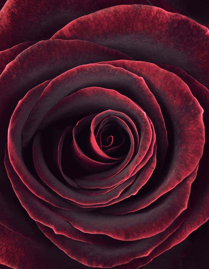 Soft And Velvety, This Maroon Aesthetic Is Perfect For Adding Calm Vibes To Your Surroundings. Wallpaper