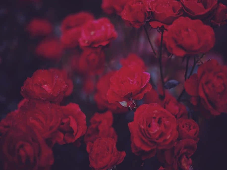 Some Days Require A Little Extra Beauty. Wallpaper