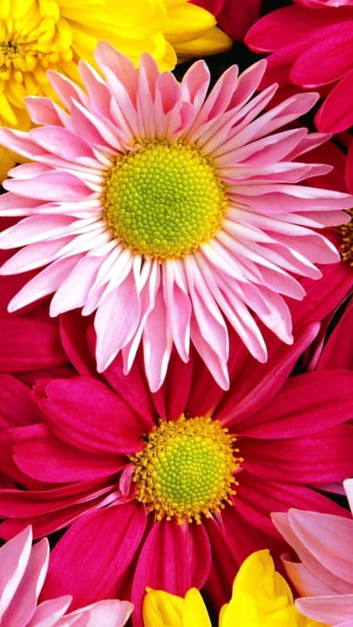 Spread Beauty And Joy With Vivid And Colourful Flowers In Your Life. Wallpaper