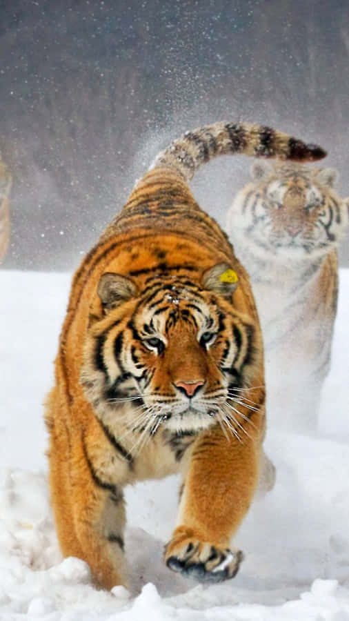 Stay Ahead Of The Curve With Tiger Phone Wallpaper