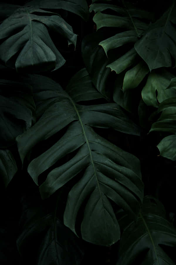 Stay Connected, Even In Nature Wallpaper
