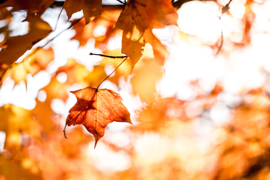 Stroll Through The Autumn Foliage And Enjoy The Changing Season To Its Fullest. Wallpaper