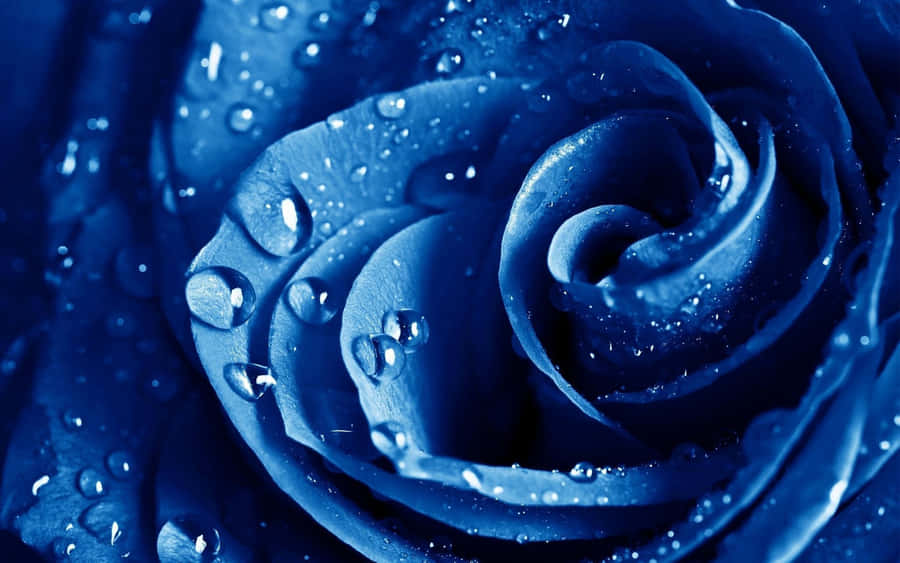 Stunning Blue Flower Desktop Wallpaper Wallpaper