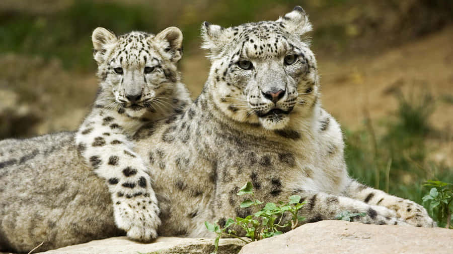 Stunning Wildlife Splendor On Desktop Wallpaper