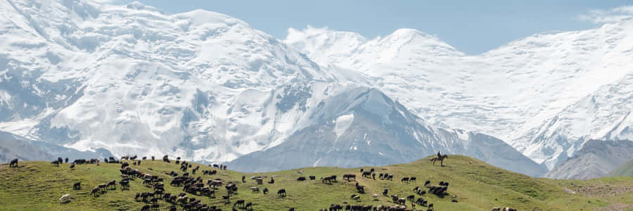 Sulamain Too Mountains In Osh Wallpaper