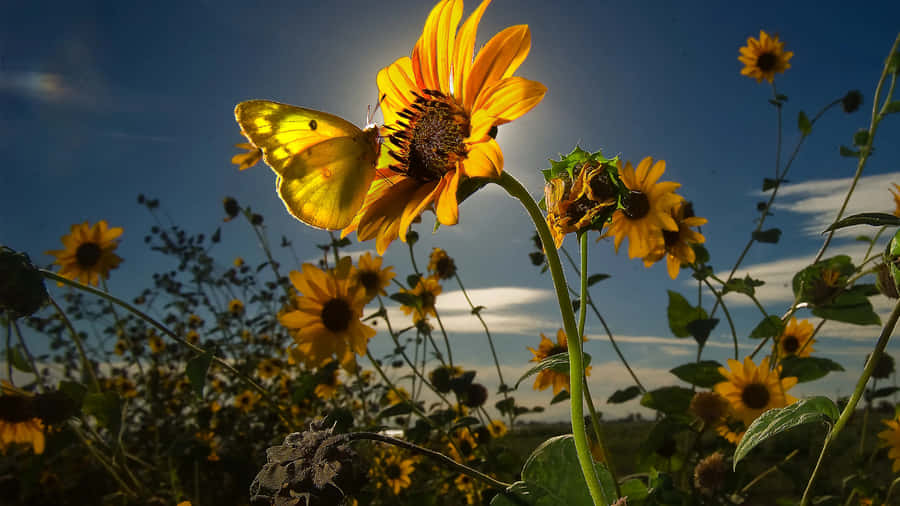Sunflower_ Glow_with_ Butterfly Wallpaper