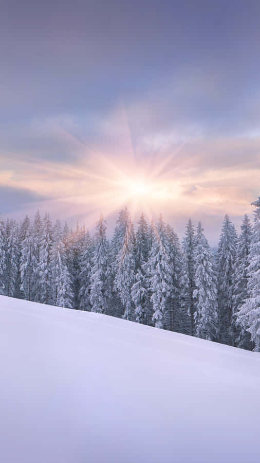 Sunrise Iphone Snowy Forest Wallpaper