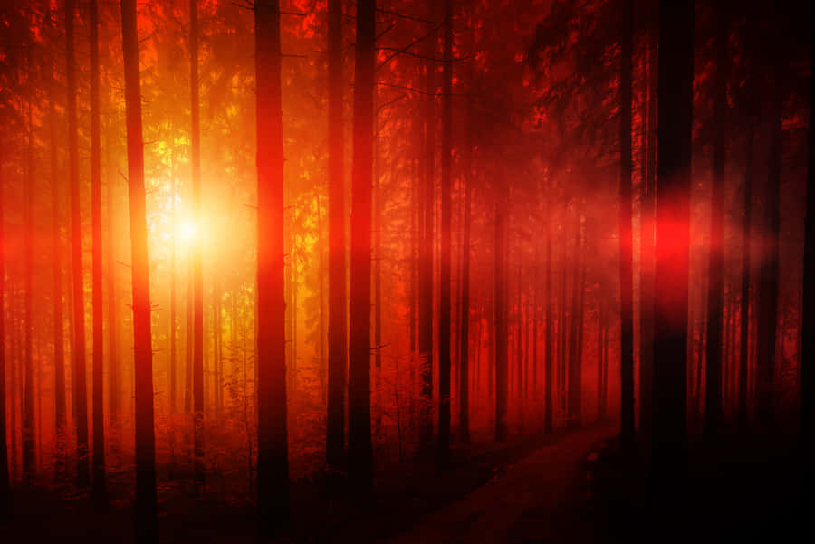 Take A Journey Through The Red Forest Wallpaper