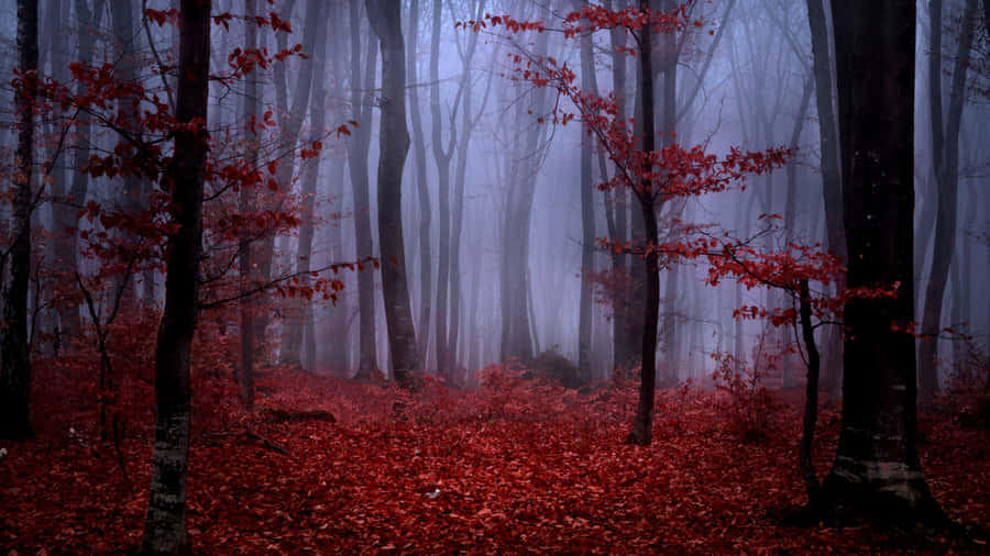 Take A Walk Through This Vibrant Red Forest Wallpaper
