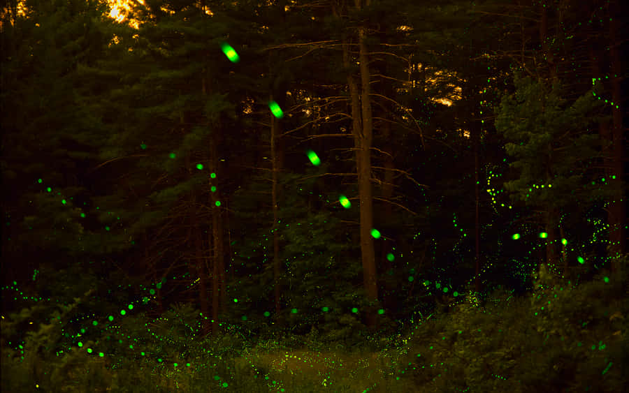 The Brilliance Of A Firefly On A Summer Night Wallpaper