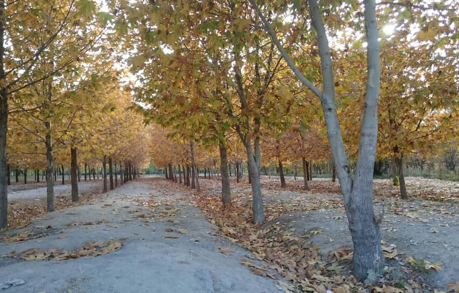 The Forests Of Isfahan Wallpaper
