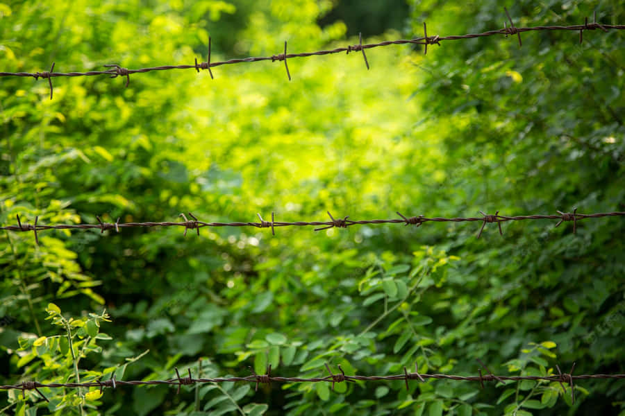 The Glory Of Independence Park At Daybreak Wallpaper