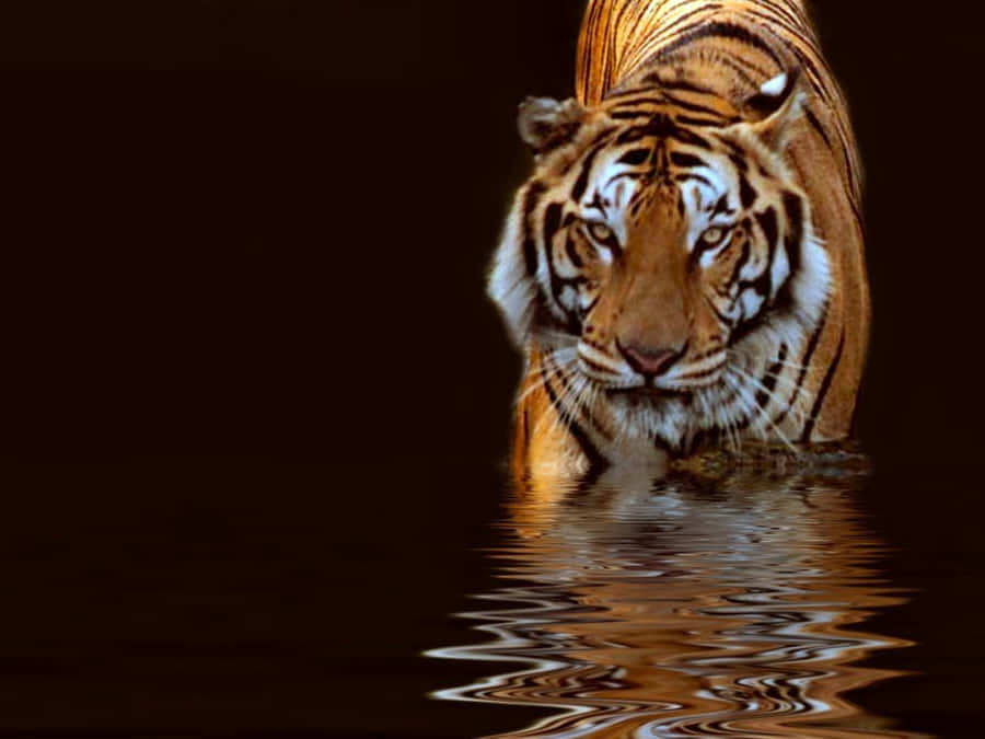 The Glowing Beauty Of A Golden Lioness Wallpaper