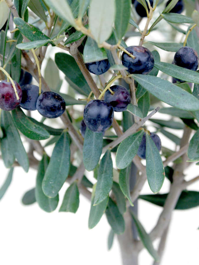 The Majestic Beauty Of An Olive Tree Wallpaper