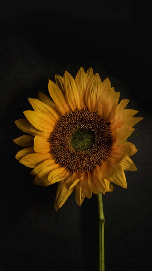 The Rich Dark Color Of A Sunflower Petal Wallpaper