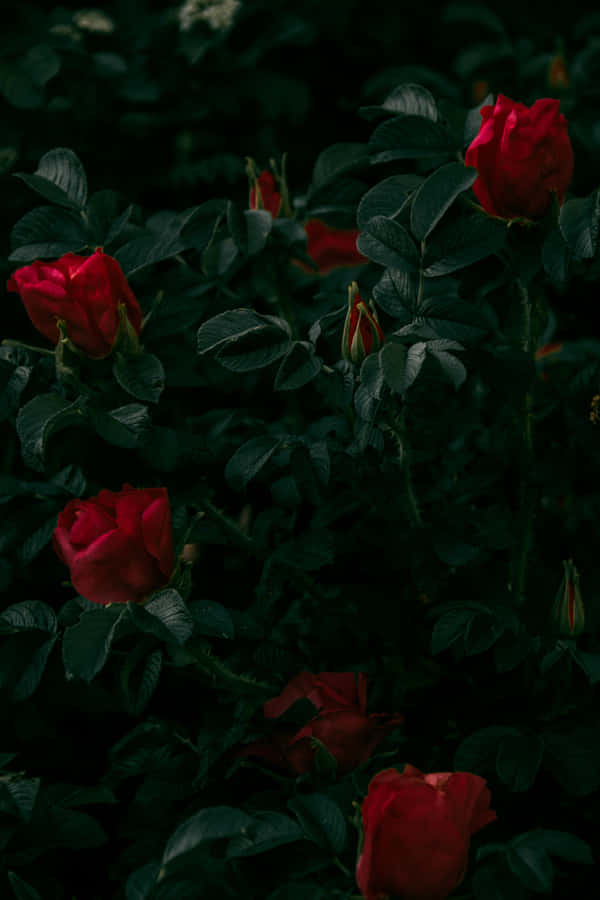 To Love And Be Loved Wallpaper