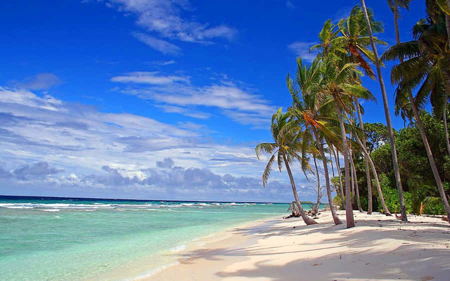Tranquil Beauty Of Palm Beach Wallpaper