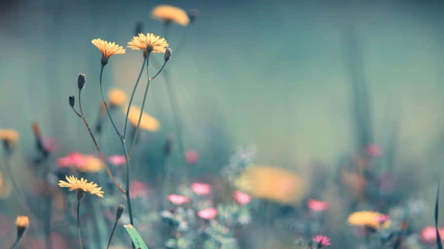 Tranquil Desktop Background Wallpaper