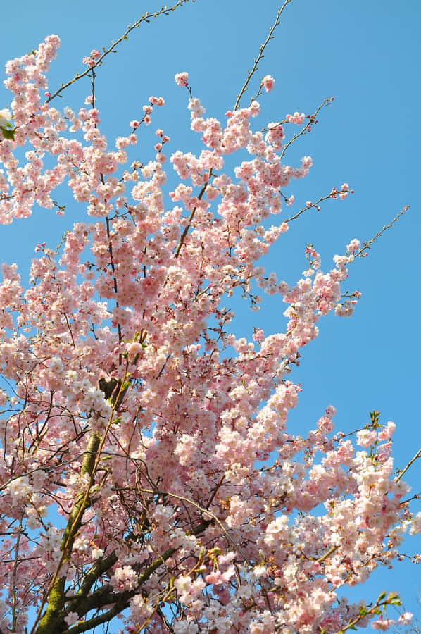 Tranquil Harmony Between Pink And Blue Aesthetic Wallpaper