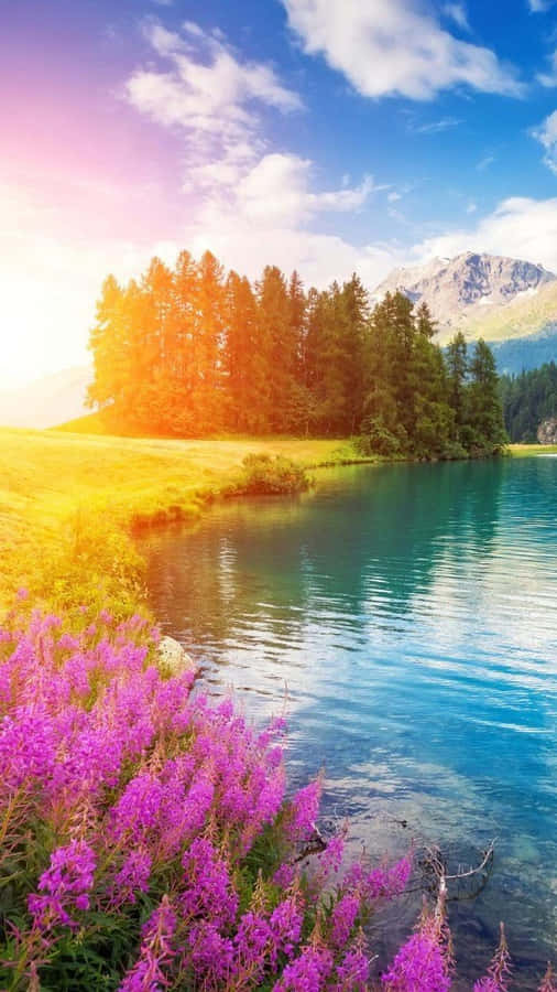 Tree Phone Scenery Flowers Wallpaper