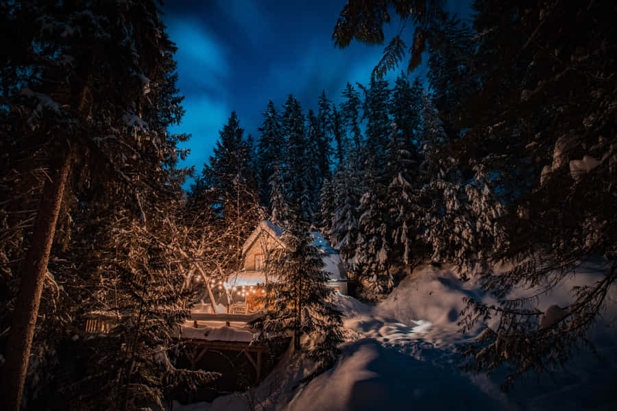 Trees Blanketed In Snow On A Festive Winter's Eve Wallpaper