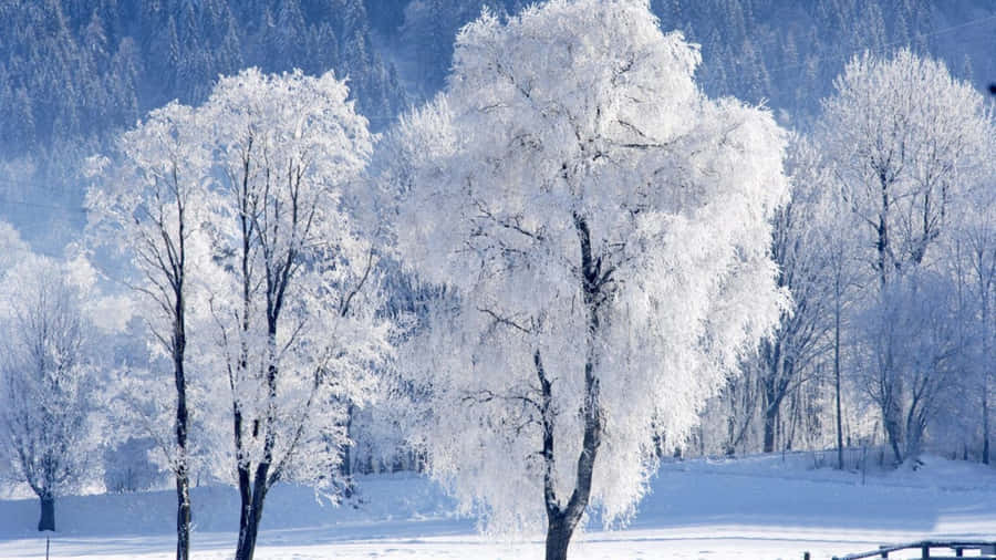 Trees Covered In Salzburg Austria Snow 4k Wallpaper
