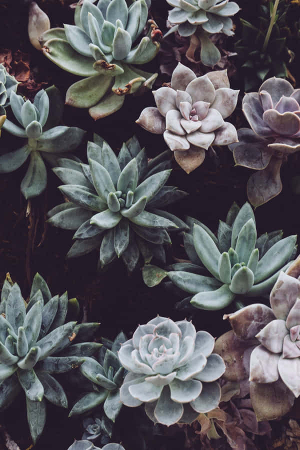 Tropical Aesthetic Succulents Wallpaper