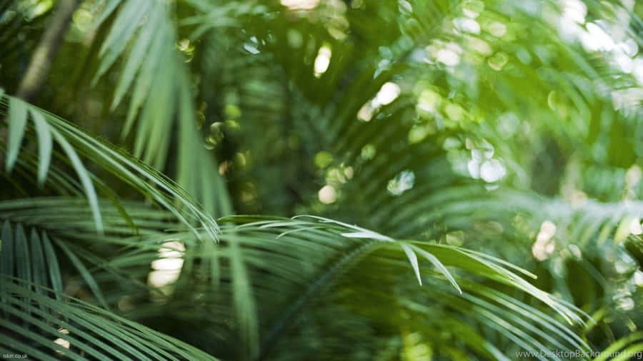 Tropical Leaves In The Sunshine Wallpaper