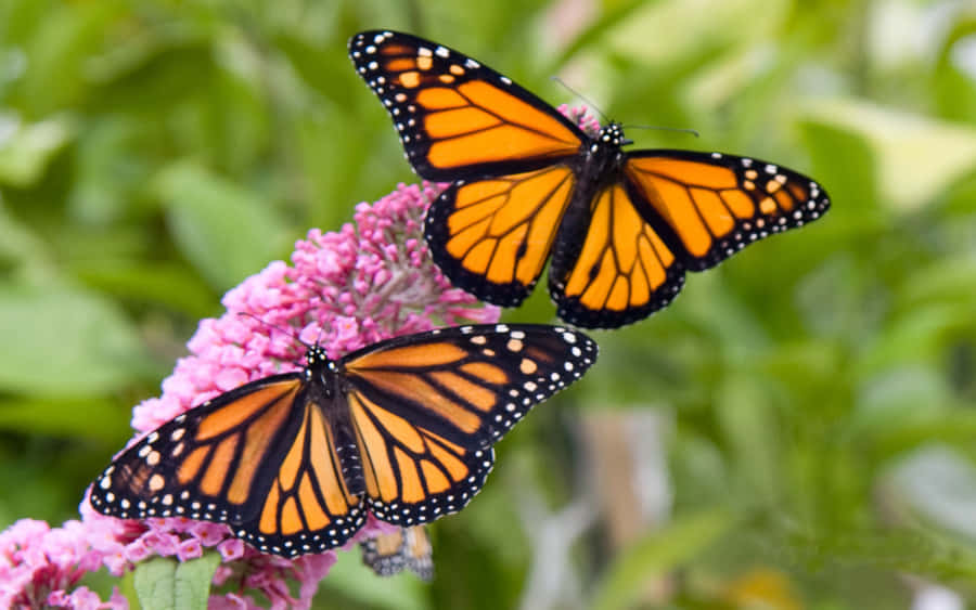 Two Monarch Butterflies On Pink Flower Wallpaper