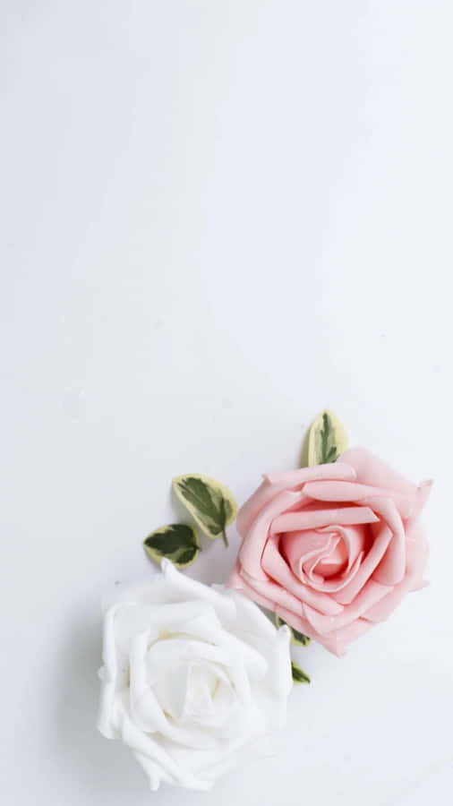 Two Pink And White Roses On A White Surface Wallpaper