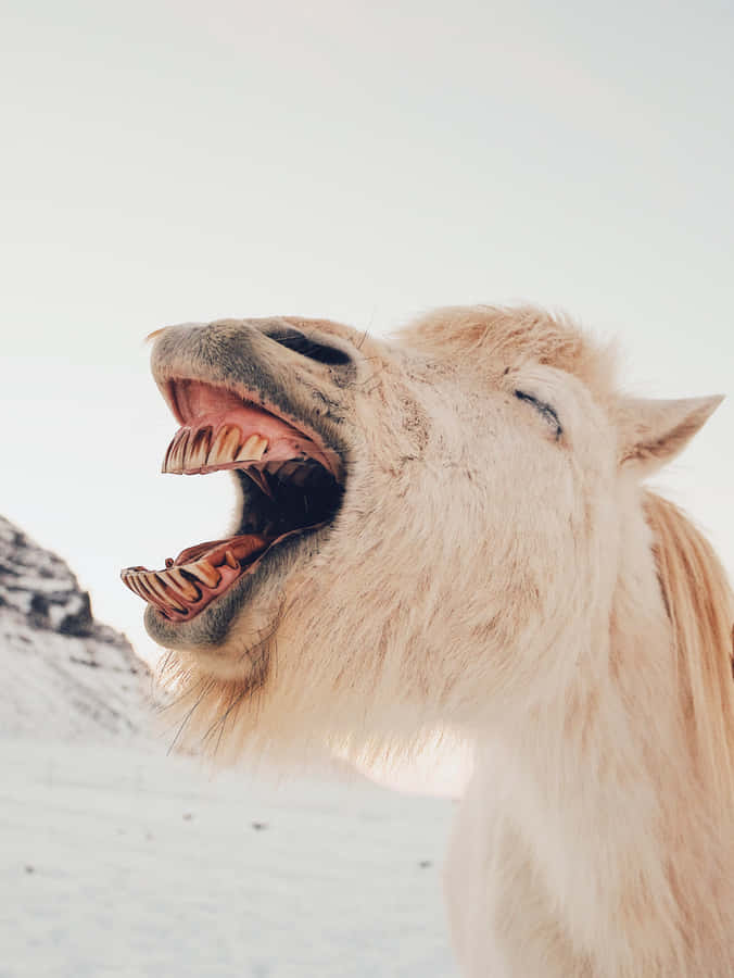 Ugly Funny Horse Sneeze Snow Wallpaper