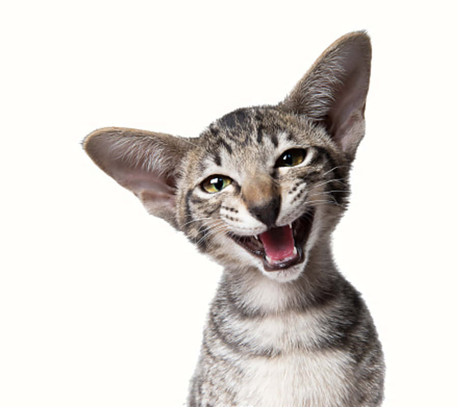 Ugly Funny Kitten Wallpaper