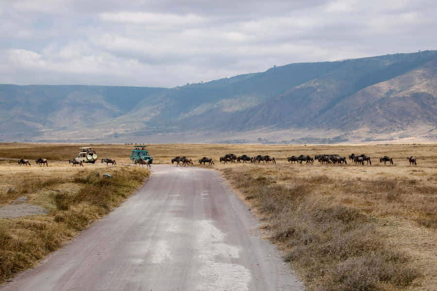 Unesco World Heritage Site Ngorongoro Crater African Buffalo Wallpaper