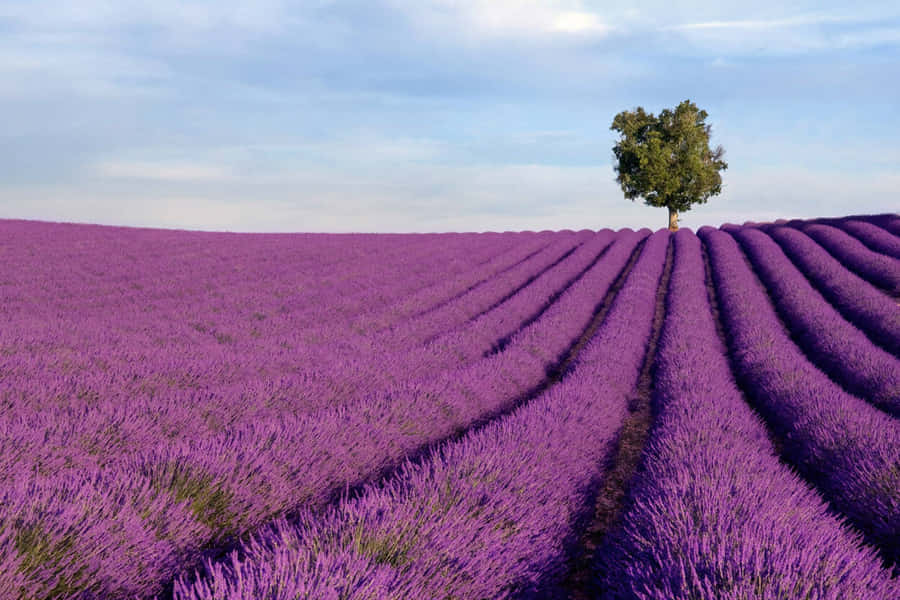 Upgrade Your Laptop Aesthetic With A Hint Of Lavender Wallpaper