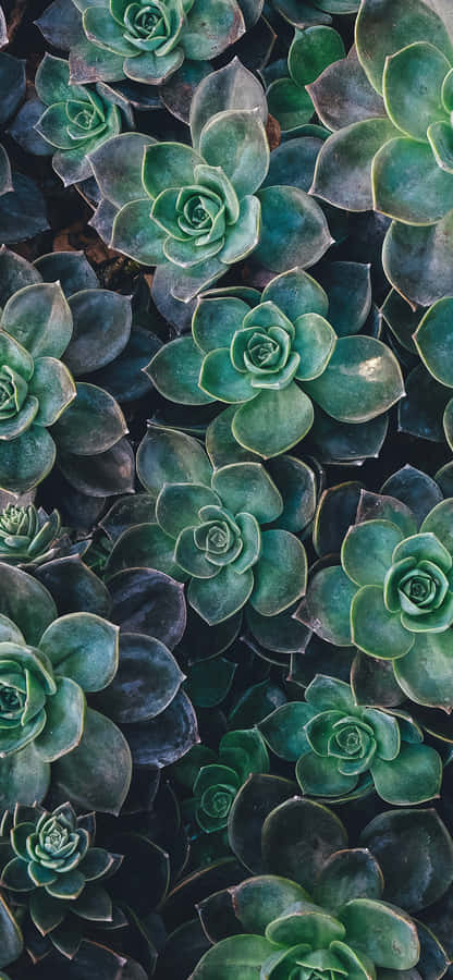 Upgrade Your Tech Game With The Plant Phone Wallpaper