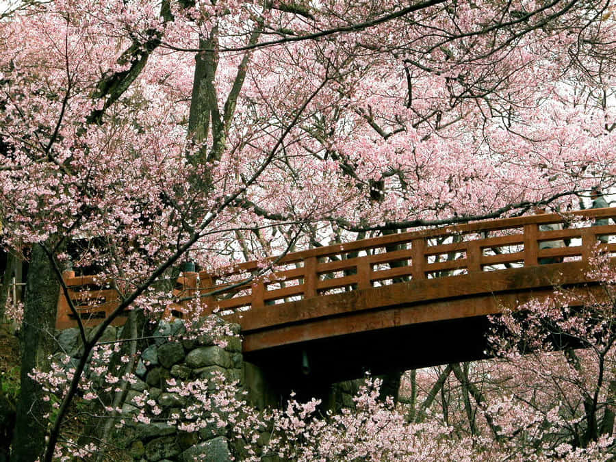 Upgrade Your Workspace With A Sakura Pc Wallpaper