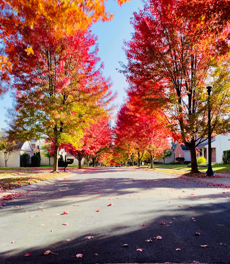 Vibrant Autumn Suburban Street Wallpaper